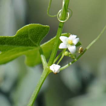 Brandegea bigelovii, Desert Starvine, Southwest Desert Flora